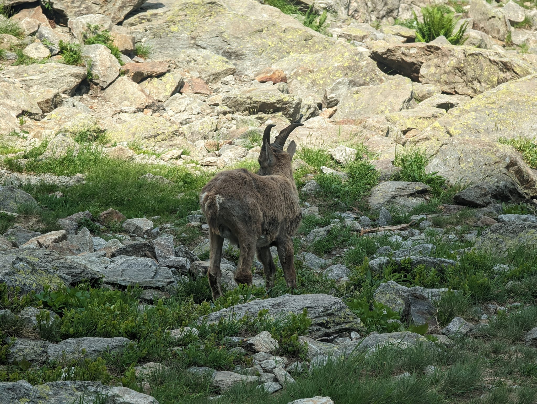 En Ibex beiter rett nedenfor stigene. På tur opp hit ser jeg flere rett ved siden av stien. De er ikke redde for folk
