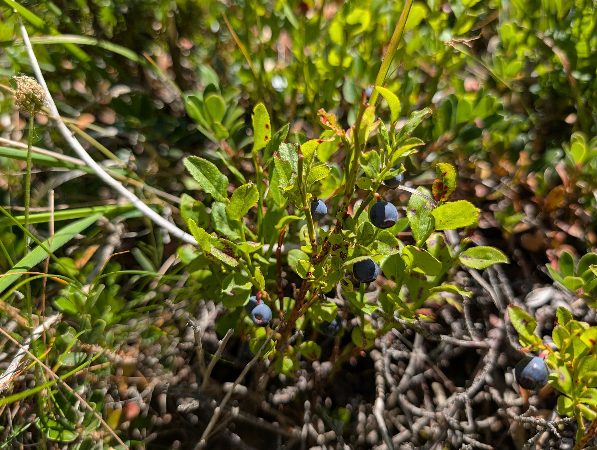 Fant en del blåbær på stien ned til Le Désert-en-Valjouffrey