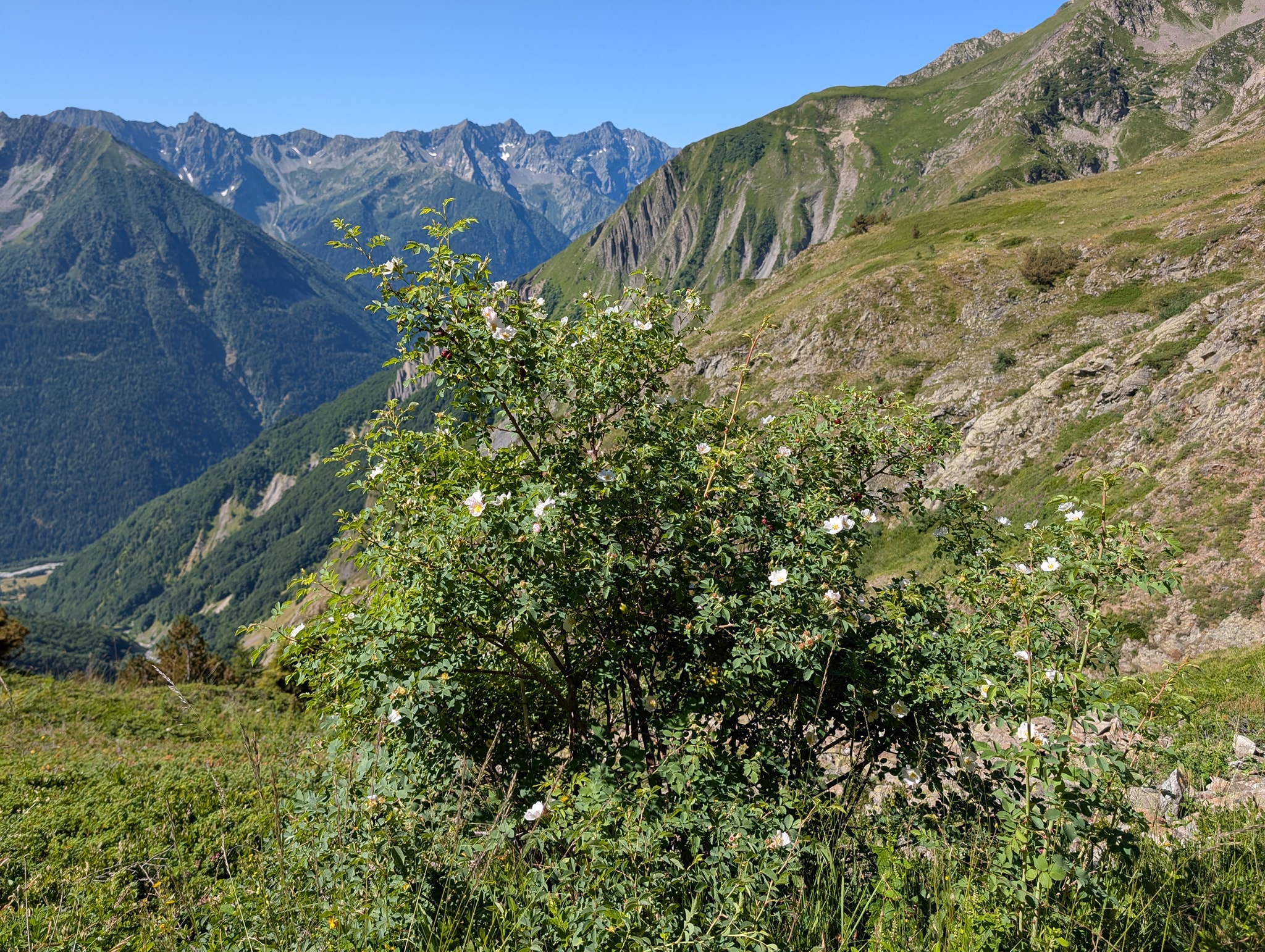 Frodig område med mye ulike planter og blomster.