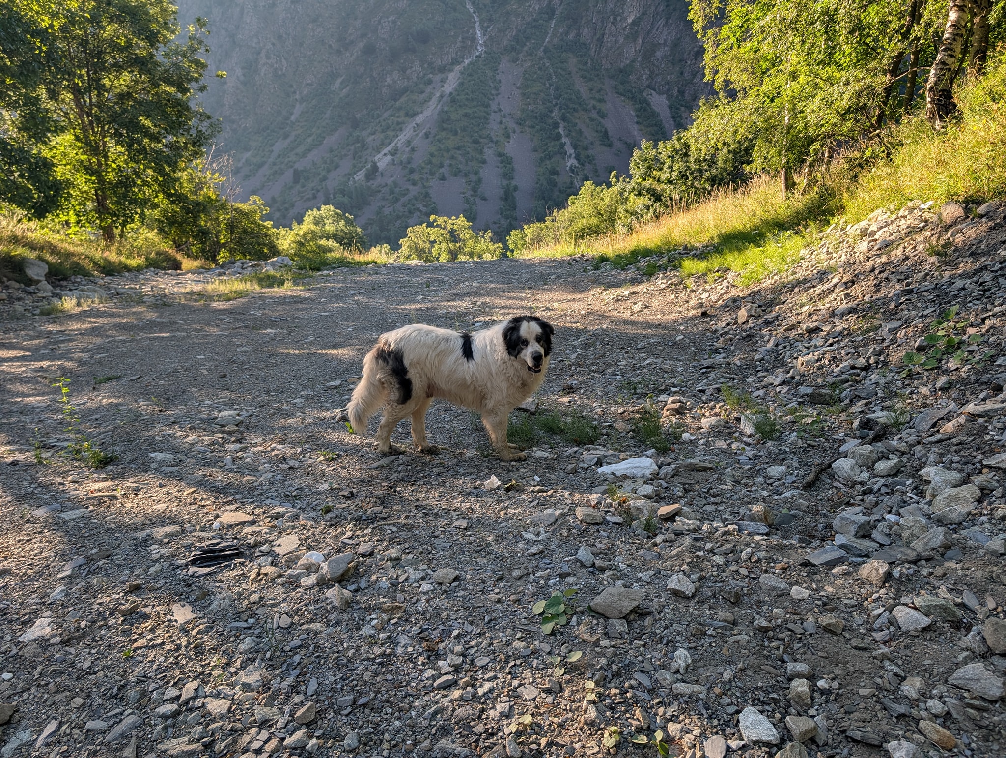 Får et uventet besøk når jeg pakker teltet. I følge Google er dette en Pyrineisk mastiff.
