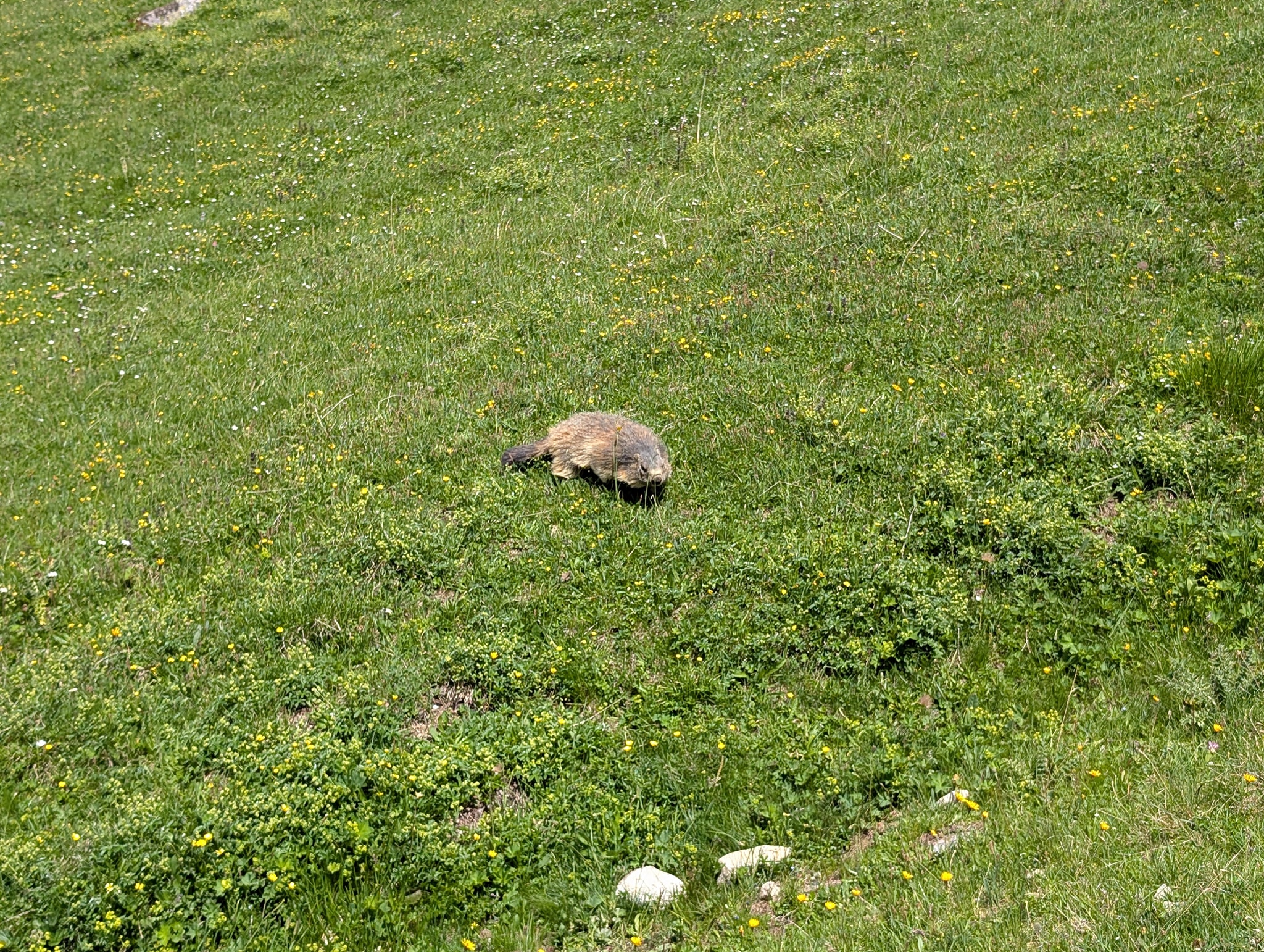 Det var mange murmeldyr ved siden av stien og de var tydeligvis vant med mennesker.

