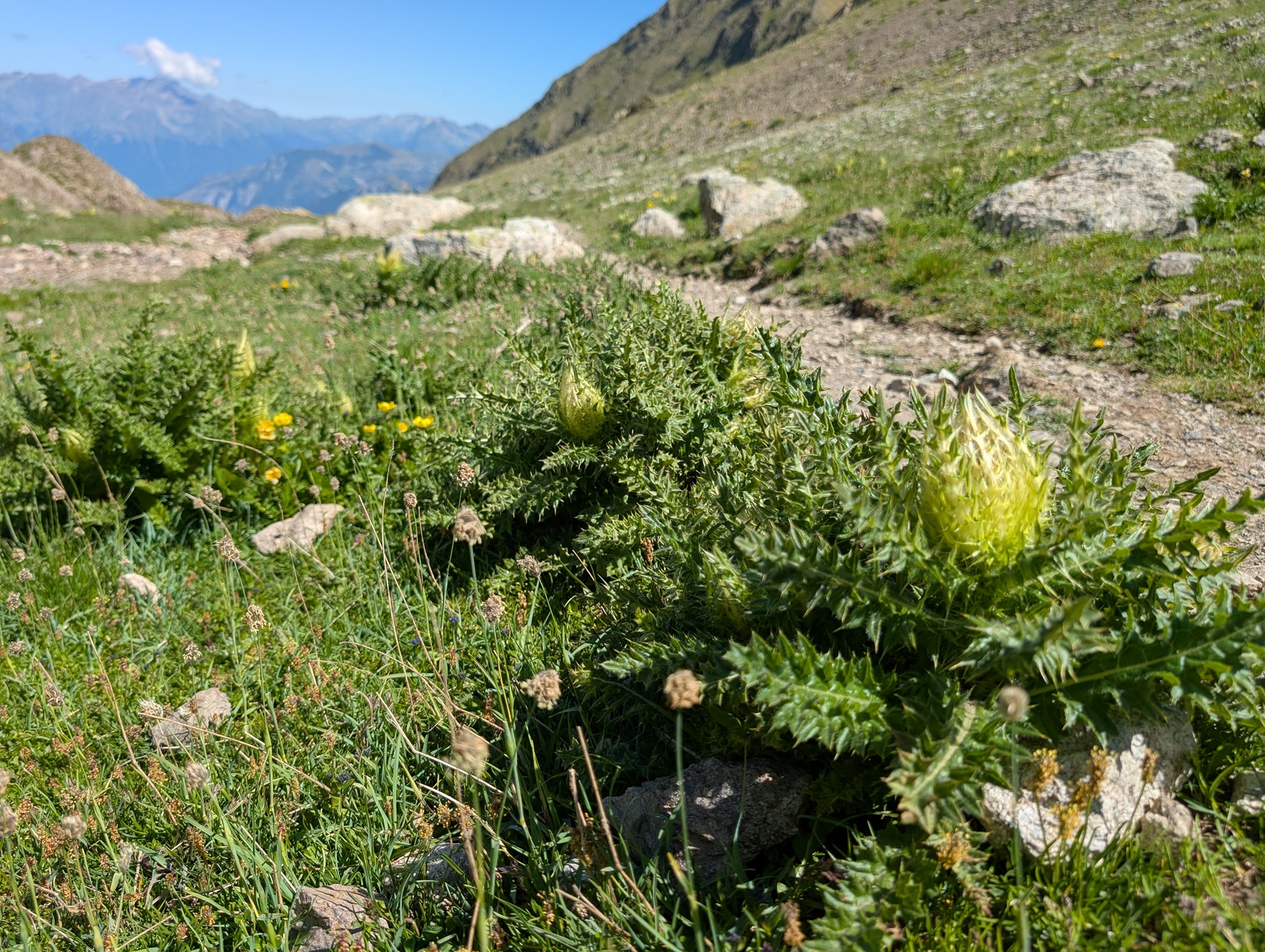 Det er en del slike planter langs stien - Piggtistel
