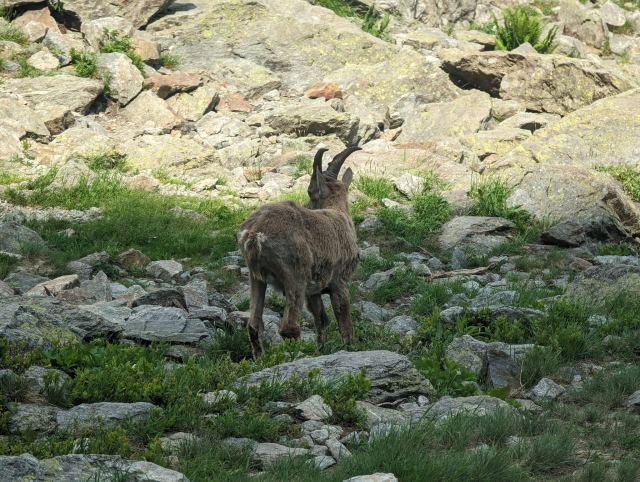En Ibex beiter rett nedenfor stigene. På tur opp hit ser jeg flere rett ved siden av stien. De er ikke redde for folk
